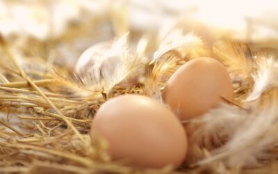Understanding the Chicken Egg