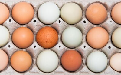 Strange and Rare Eggs
